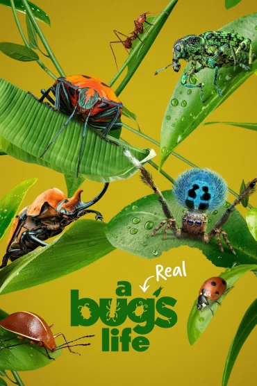 A Real Bugs Life - 1. Sezon 5. Bölüm İzle